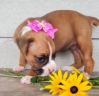 Zdrav� �t��ata n�meck�ho boxera k dispozici k adopci.