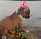 Zdrav� �t��ata n�meck�ho boxera k dispozici k adopci.