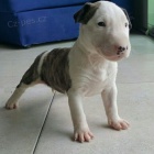 o�kovan� �t��ata mu�sk�ho a �ensk�ho bulteri�ra