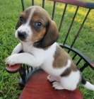 Kr�sn� hladk� vlasy Jezev��ci �t��ata samc� a samic