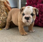 ANGLICK� BULLDOG NA PRODEJ