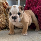 ANGLICK� BULLDOG NA PRODEJ