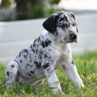 N�MECK� DOGA �T��ATA NA PRODEJ