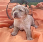 Kr�sn�, zdrav� a o�kovan� �t��ata labradorsk�ho retr�vra na prodej.