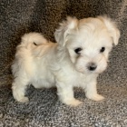 o�kovan� miniaturn� maltsk� �t��ata