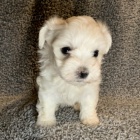 o�kovan� miniaturn� maltsk� �t��ata