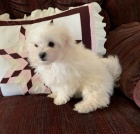 o�kovan� miniaturn� maltsk� �t��ata