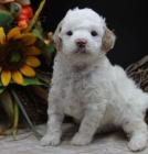 K dispozici jsou kr�sn� �t���tka b�l�ho, hn�d�ho a �ern�ho pudla.