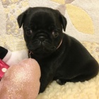 Kr�sn� a o�kovan� b�ov� a �ern� �t���tka mops� na prodej