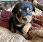 Kr�sn� a o�kovan� �t��ata rotvajler� na prodej.