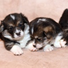 �t��ata Pembroke Welsh Corgi