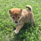 Kr�sn� d�ti shiba inu k adopci
