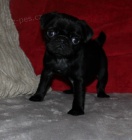 �ern� mops �t�n� na prodej