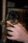 rozko�n� hezk� �t�n� yorkie a fenky na prodej. v�echna �t��ata jsou o�kov�na a od�ervena.