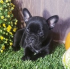 Zdrav� �t��ata francouzsk�ho buldo�ka na prodej.