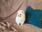roztomil� �t���tka mini pomeranian na prodej.