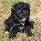 roztomil� pejsek a pudl �t��ata na prodej.