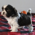 Rozko�n� a zdrav� �t��ata shih tzu samc� a samic na prodej.