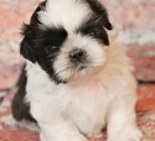 Rozko�n� a zdrav� �t��ata shih tzu samc� a samic na prodej.