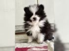 �istokrevn� Pomeranian/�pic