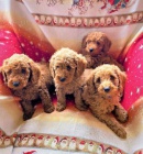 Pudl toy �t��ata