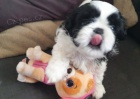 �t��ata Shih Tzu