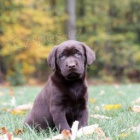 Miluj�c� �t��ata labradorsk�ho retr�vra