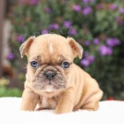 Sladk� �t��ata francouzsk�ho buldo�ka