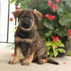 Dv� n�dhern� �t��ata n�meck�ho ov��ka!