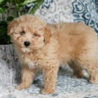 sladk� �t���tka Eskipoo!