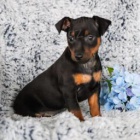 sladk� a rozko�n� �t���tka Mini Pinscher!