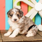 Roztomil� �t���tka Aussiedoodle