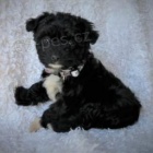 Sladk� �t���tka Chi-Poo