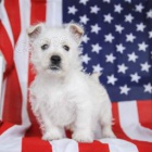 Miluj�c� �t��ata West Highland White Terrier