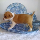 Sladk� �t���tka �ivavy