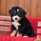 Jemn� �t��ata bernsk�ho sala�nick�ho psa