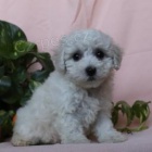 Jemn� �t��ata Bichon Frise