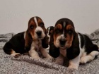 Basset Hound �t��ata