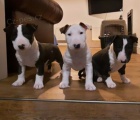 12 t�dn� �t��ata Bull terrier