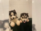 �TENIATKA SIBI�SK� HUSKY
