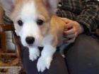 �t��ata Pembroke Welsh Corgi