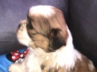 �t��ata shih tzu