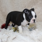 Na prodej jsou k dispozici o�kovan� �t��ata bostonsk�ch teri�r�.