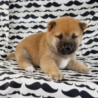 N�dhern� �t��ata shiba inu pro prodej.