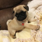 Prodej kr�sn�ch o�kovan�ch b�ov�ch mopsl�k�. 