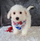 Sn�hob�l� bi�onek �t��ata jsou nyn� k prodeji.