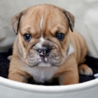 Zdrav� a o�kovan� �t��ata anglick�ho buldoka na prodej.