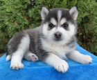 Zdrav� �t���tka Pomsky na prodej.
