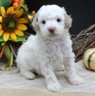 N�dhern� �t���tka Pudla na prodej.