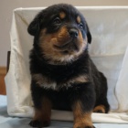 Na prodej jsou k dispozici o�kovan� �t��ata samc� a samic rotvajler�.